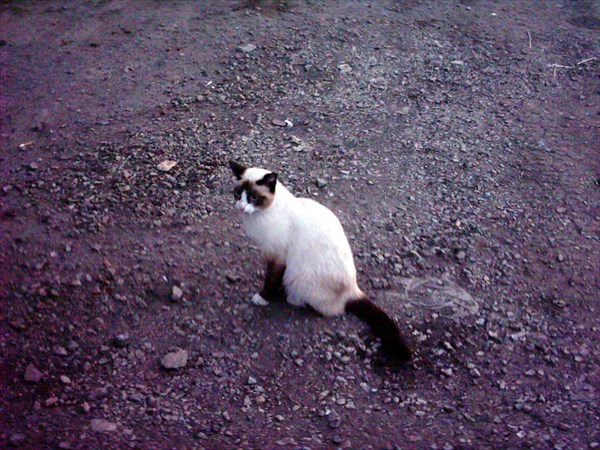 Кошак курганский черно-белый